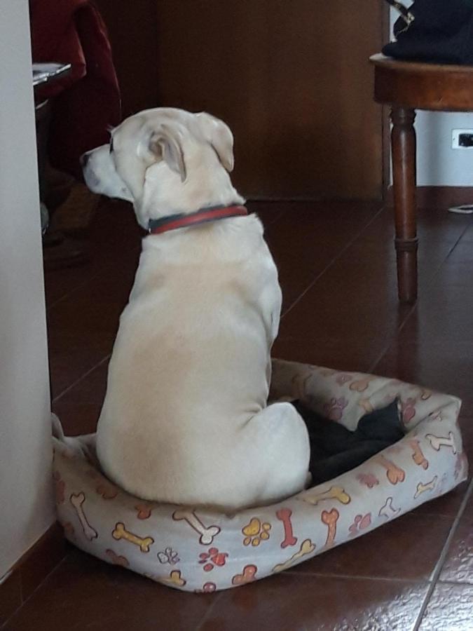 Da Franca Panzió Assisi Kültér fotó